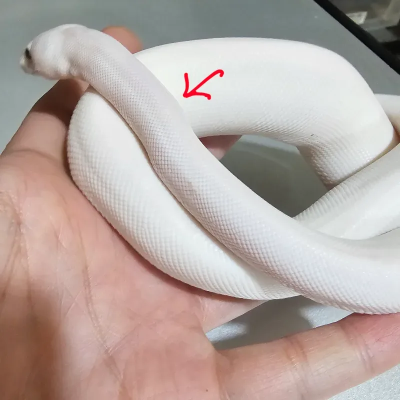 Super Lesser Blade Het Desert Ghost Het Clown