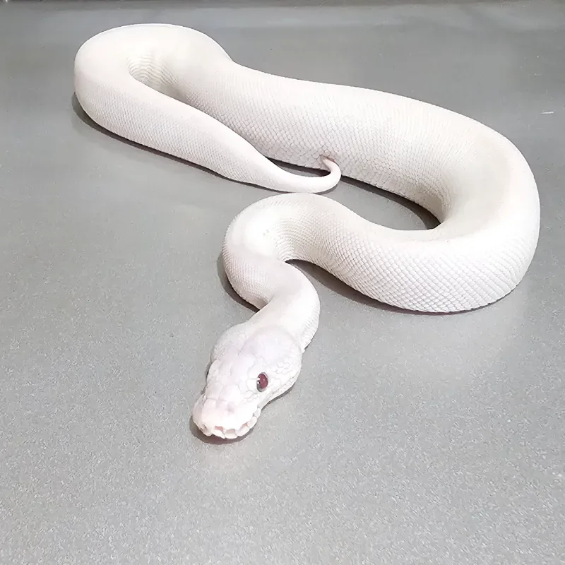 Super Lesser Blade Het Desert Ghost Het Clown