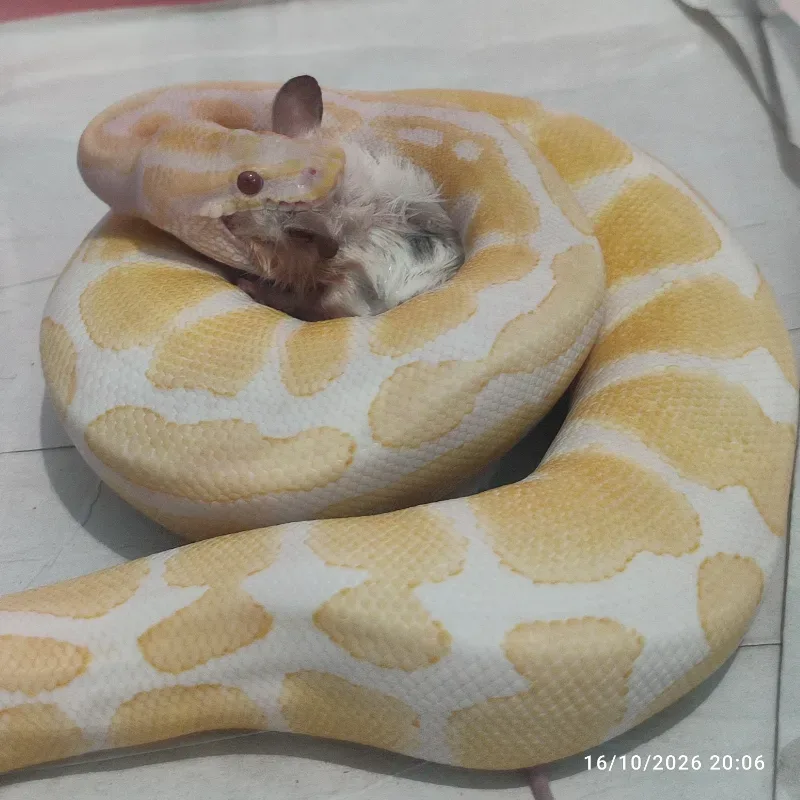 LAVENDER - Female