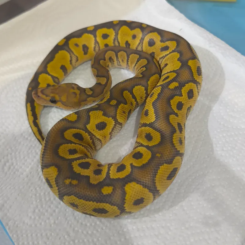 Hypo Clown