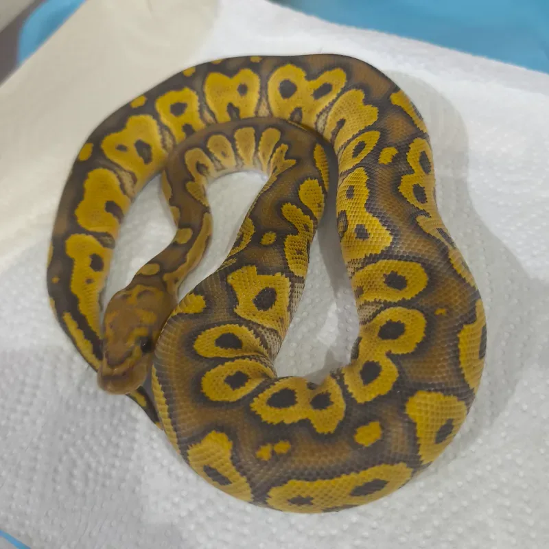 Hypo Clown
