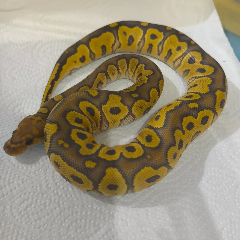 Hypo Clown