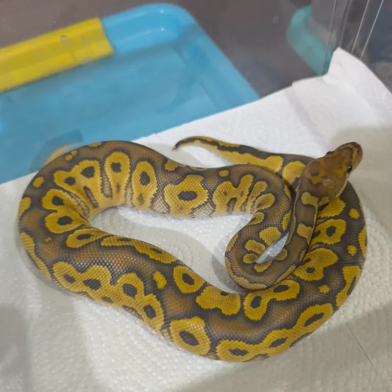 Hypo Clown