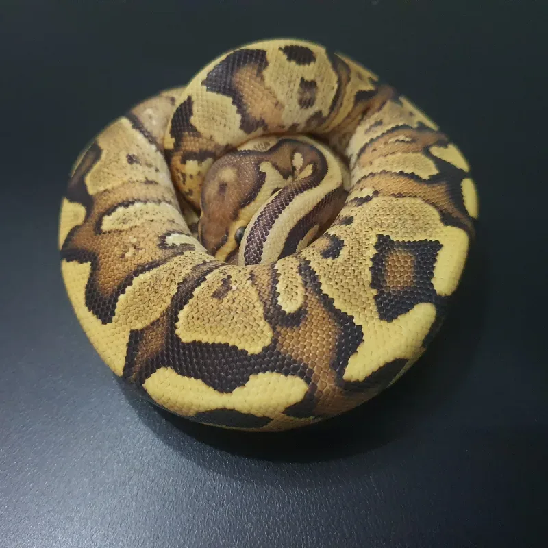 Fire Yellowbelly Het Clown
