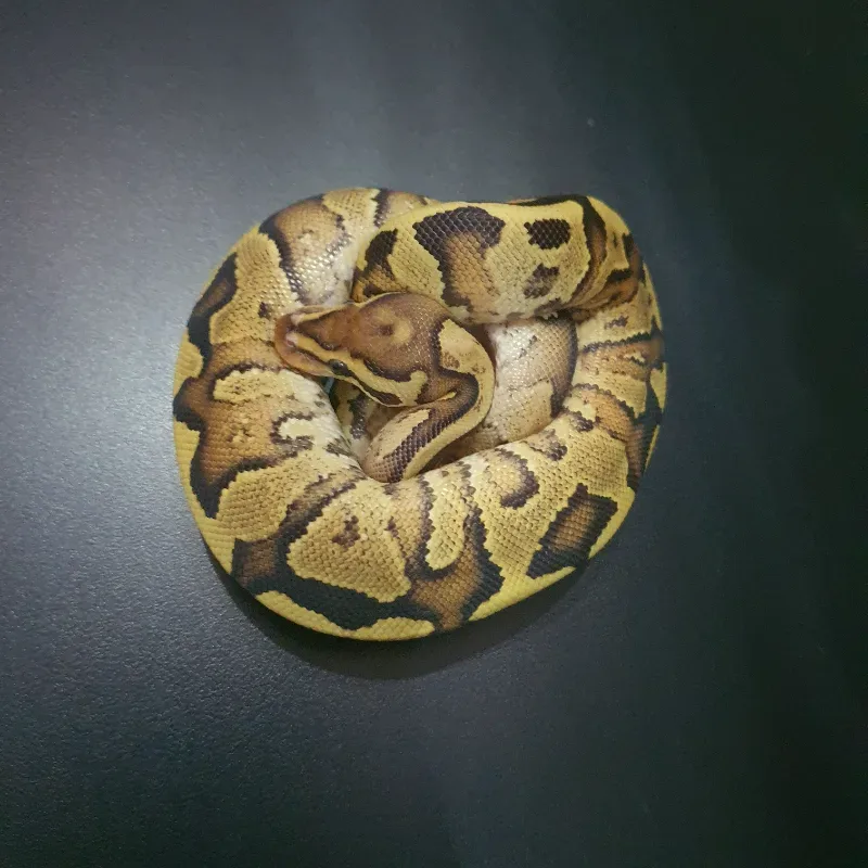 Fire Yellow Belly Het Clown  2
