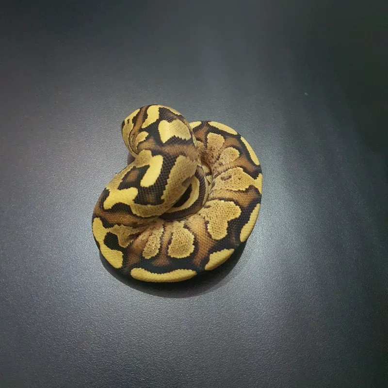 Fire Yellow Belly Het Clown  3