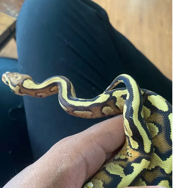Fire Yellow Belly Het Clown  4