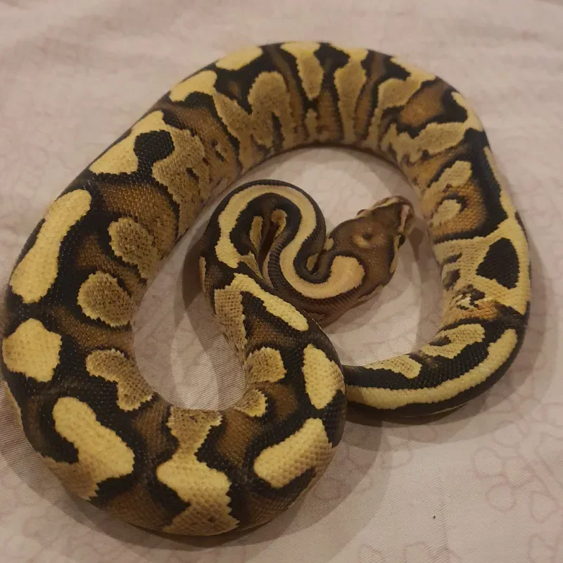 Fire Yellow Belly Het Clown  4