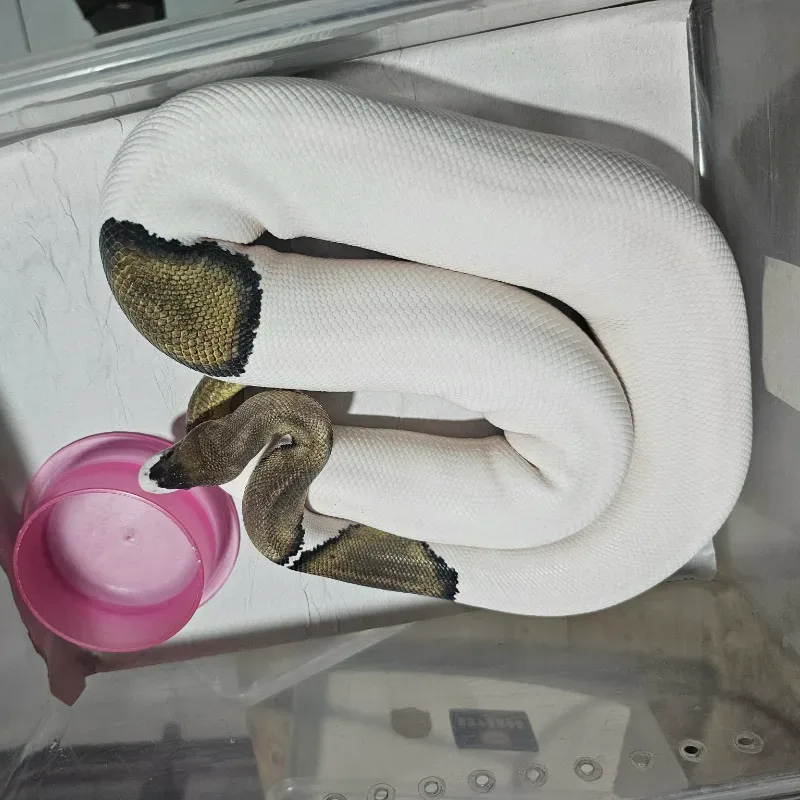 Black Pastel Mojave Pied