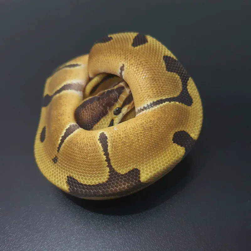 Enchi het clown  2