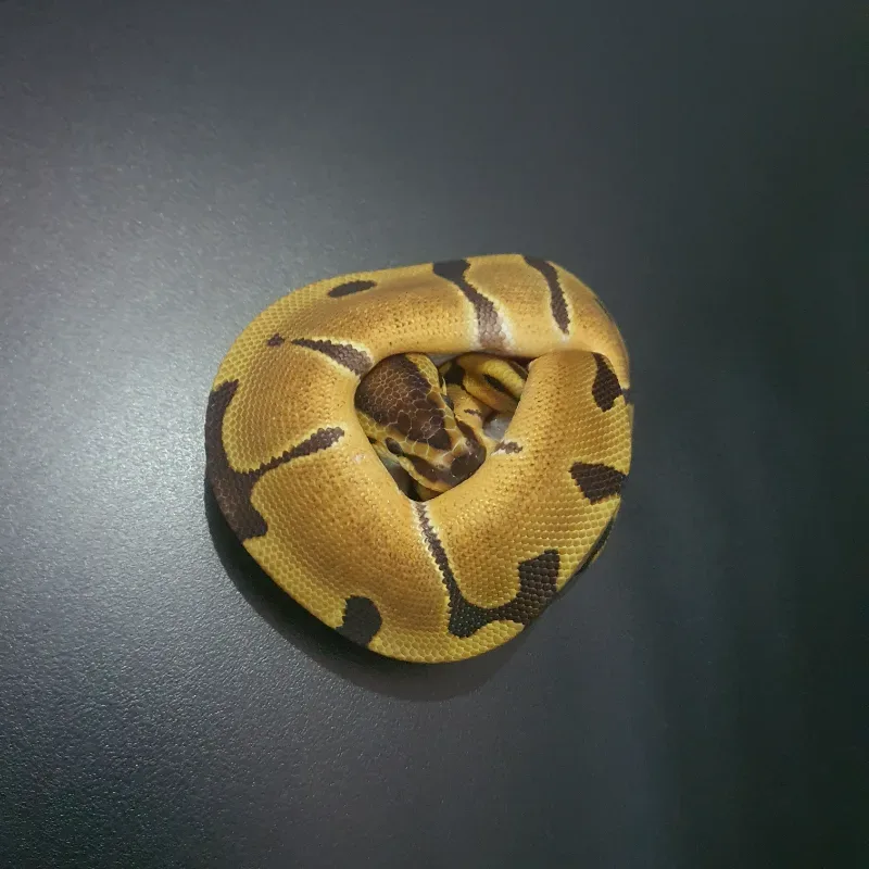 Enchi het clown  3