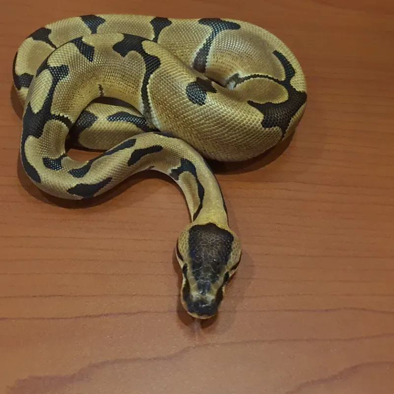 Enchi het clown  4