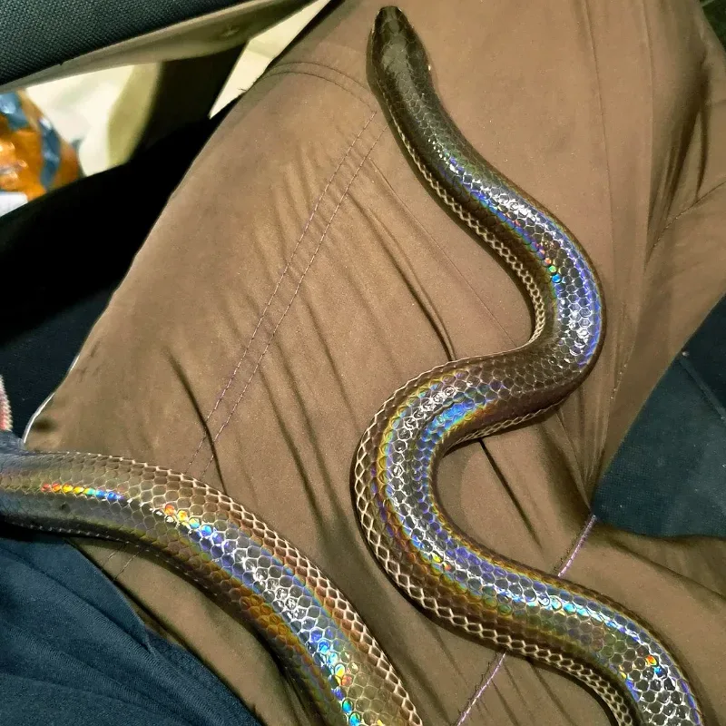 Xenopeltis UniColor