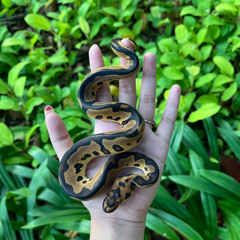 Leopard Clown