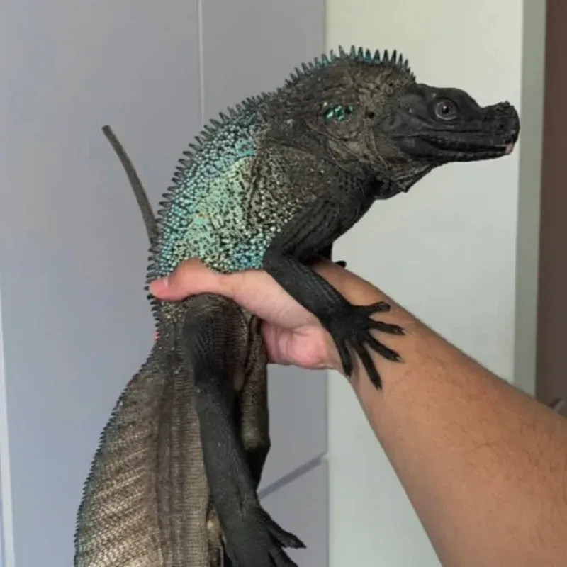 Sailfin Dragon Blue Phase