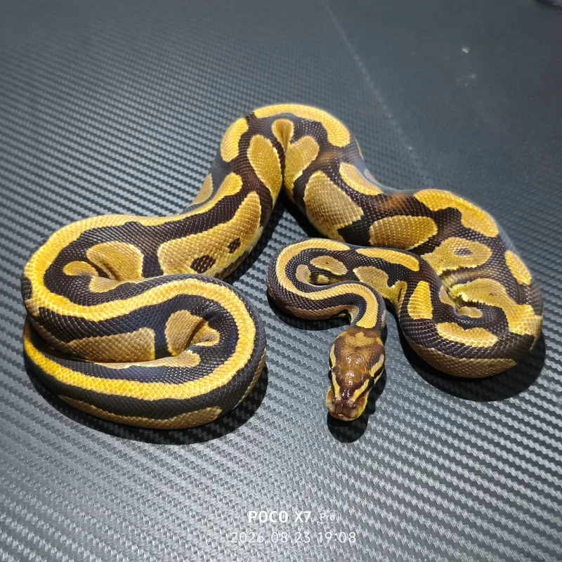 Specter Het DG