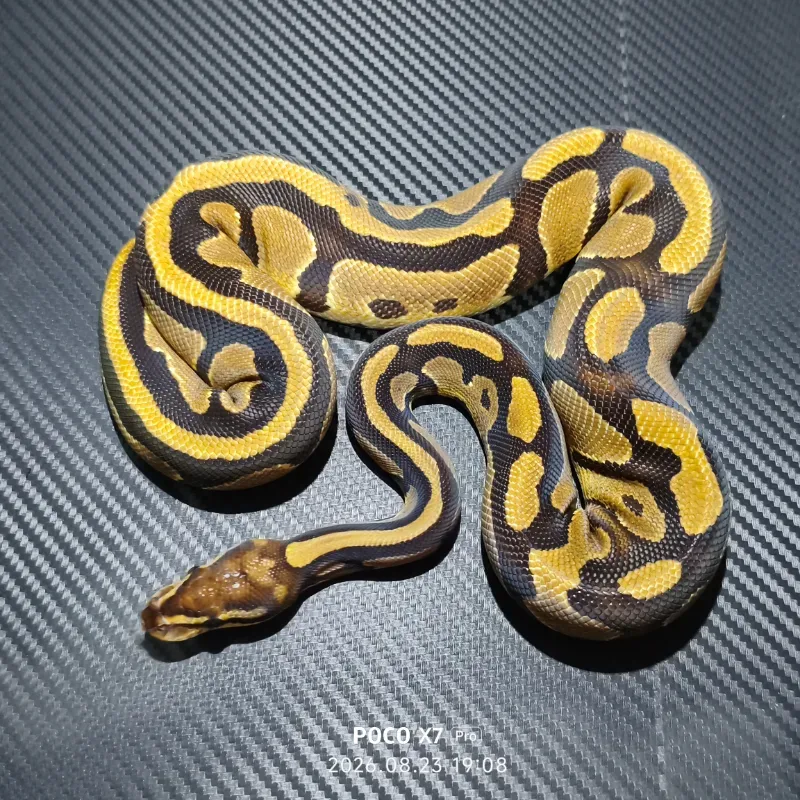 Specter Het DG
