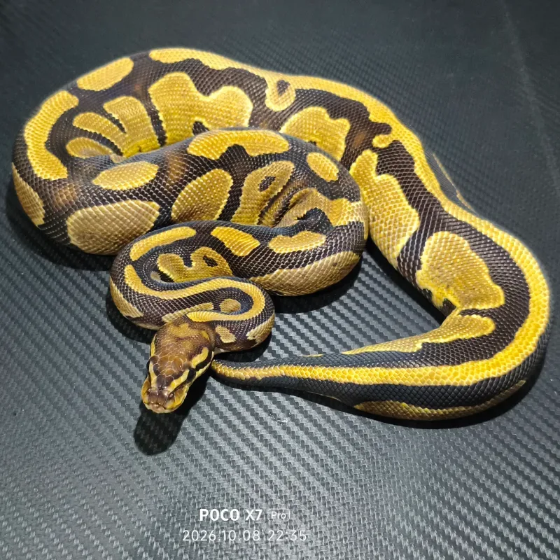 Specter Het DG