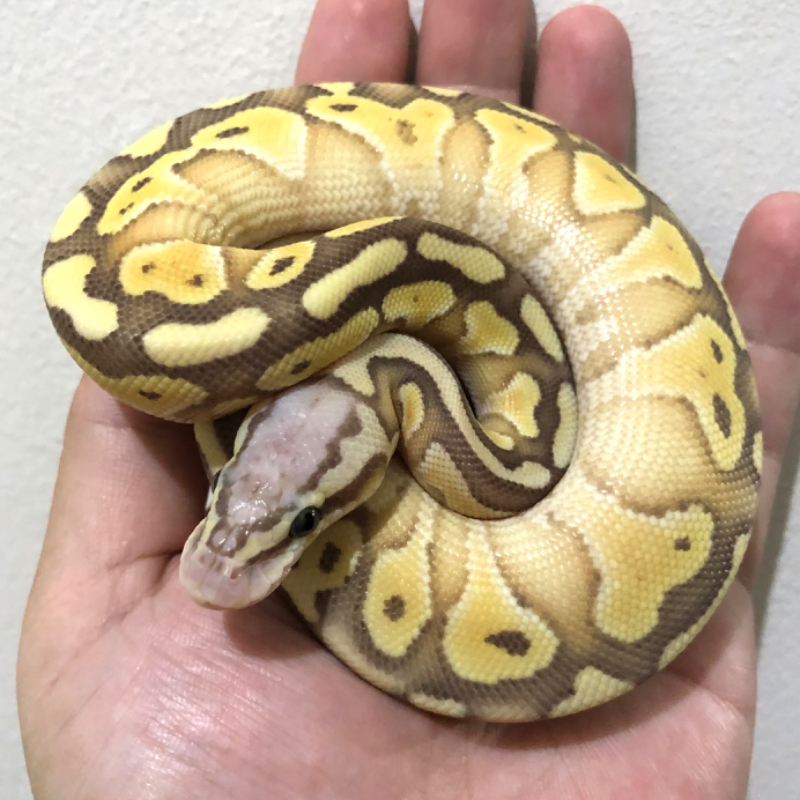 Banana Lesser Pastel