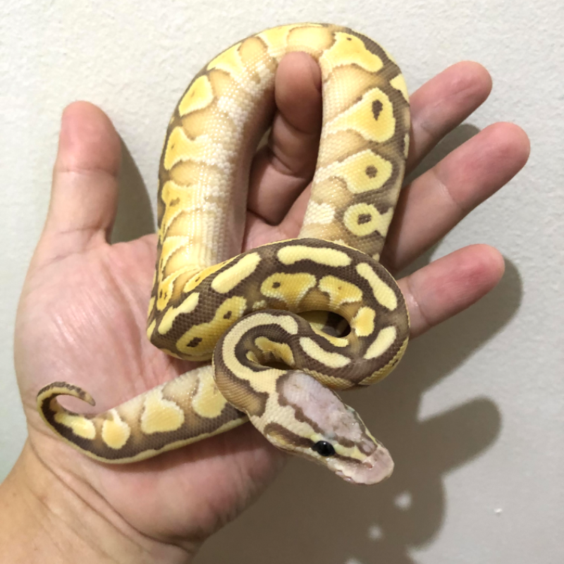 Banana Lesser Pastel 2