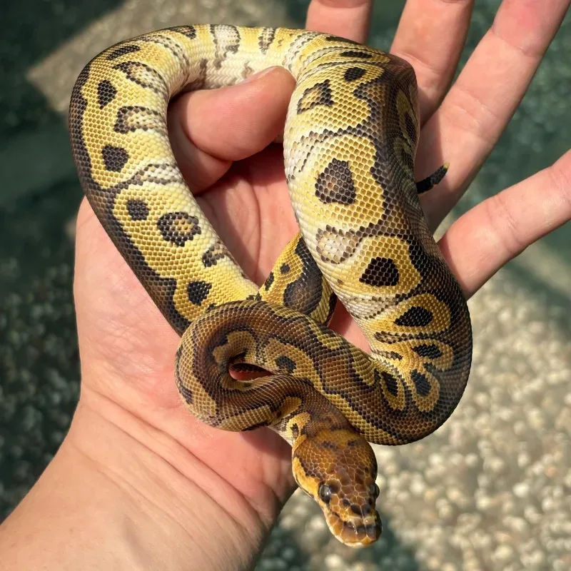 Red Stripe (Yellowbelly) Clown Pos Het Desert Ghost