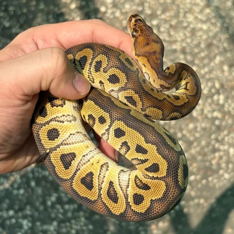 Red Stripe (Yellowbelly) Clown Pos Het Desert Ghost 3