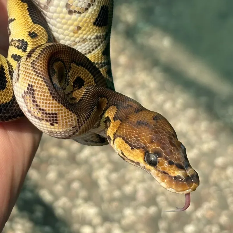 Red Stripe (Yellowbelly) Clown Pos Het Desert Ghost 5