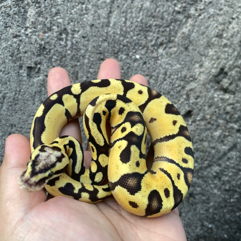 Enchi Leopard Patel 50% het Genetic Stripe