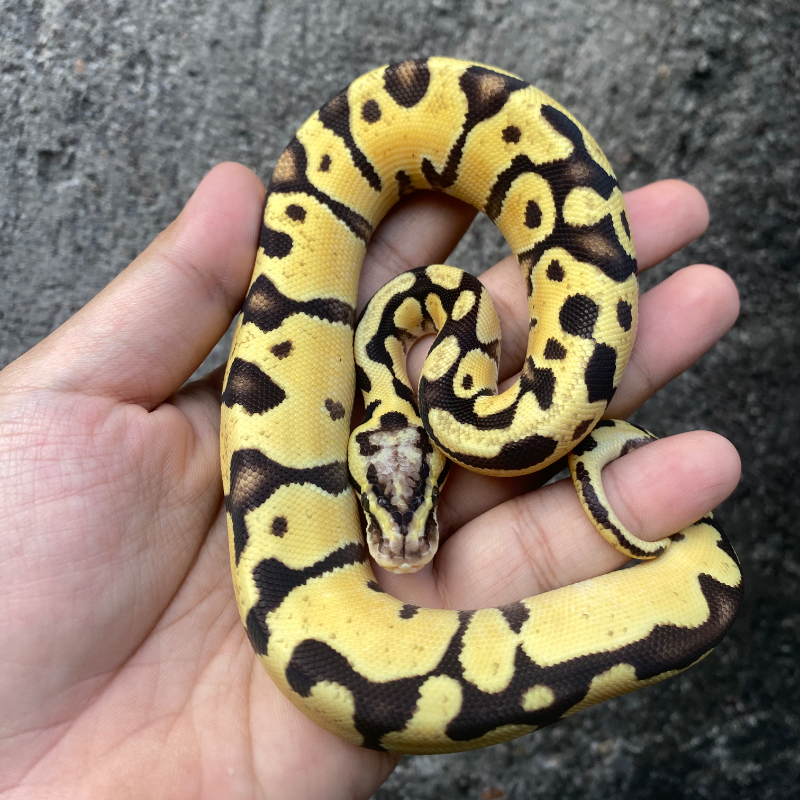 Enchi Leopard Patel 50% het Genetic Stripe