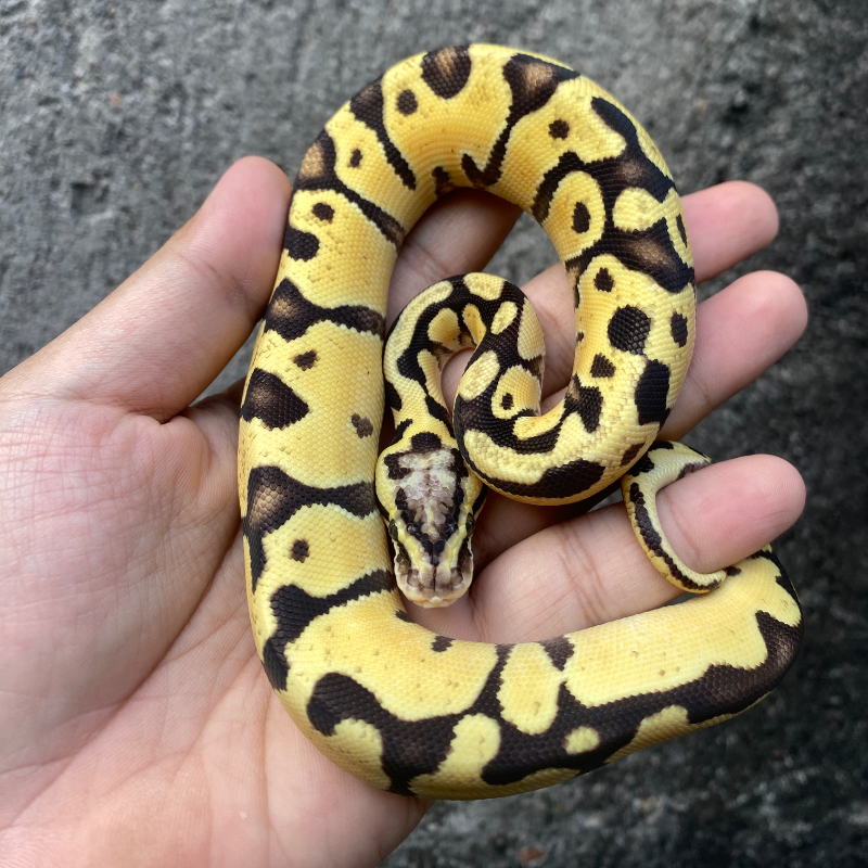 Enchi Leopard Patel 50% het Genetic Stripe