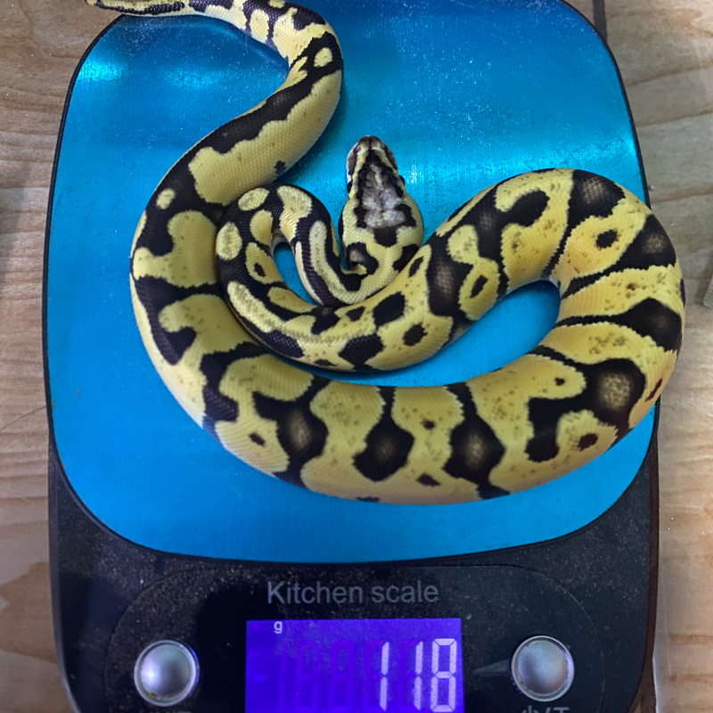 Enchi Leopard Patel 50% het Genetic Stripe