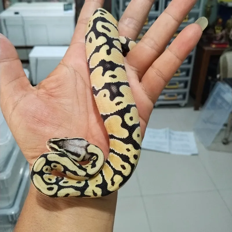 Pastel Desert Ghost