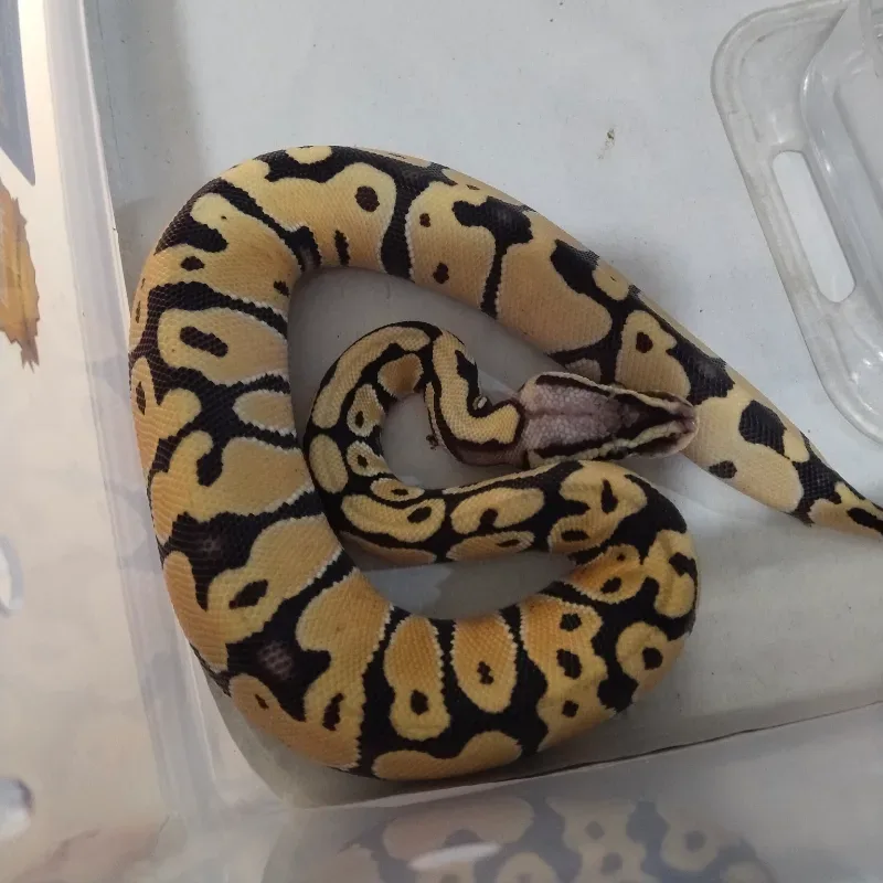 Pastel Desert Ghost