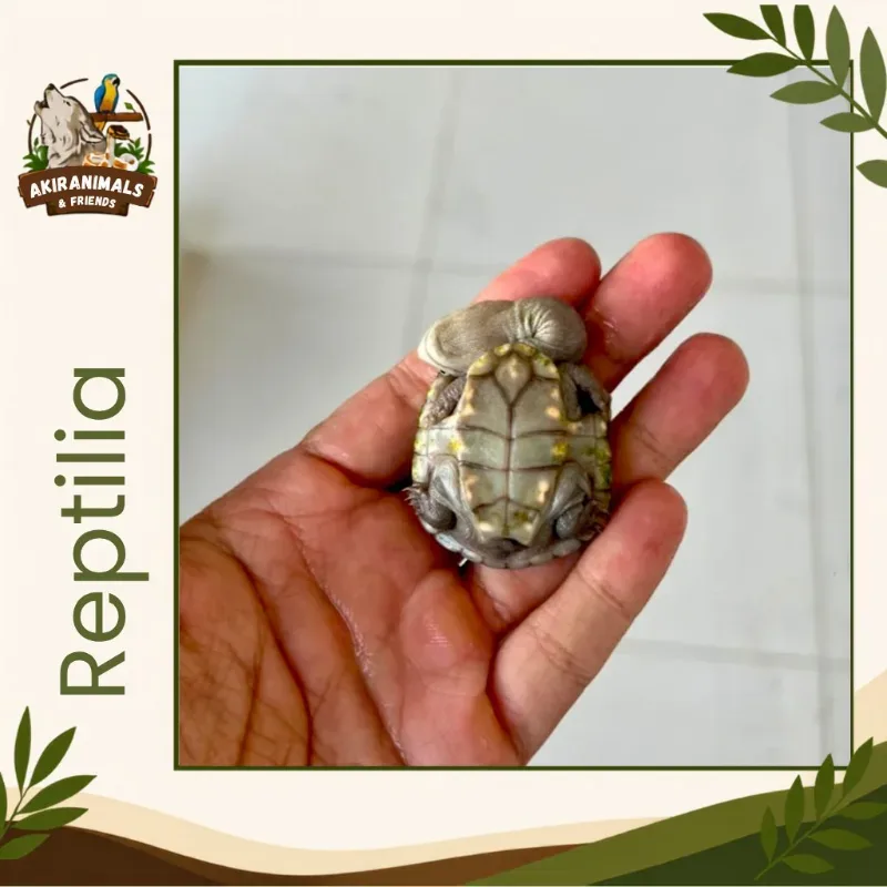 Reimanni Putih