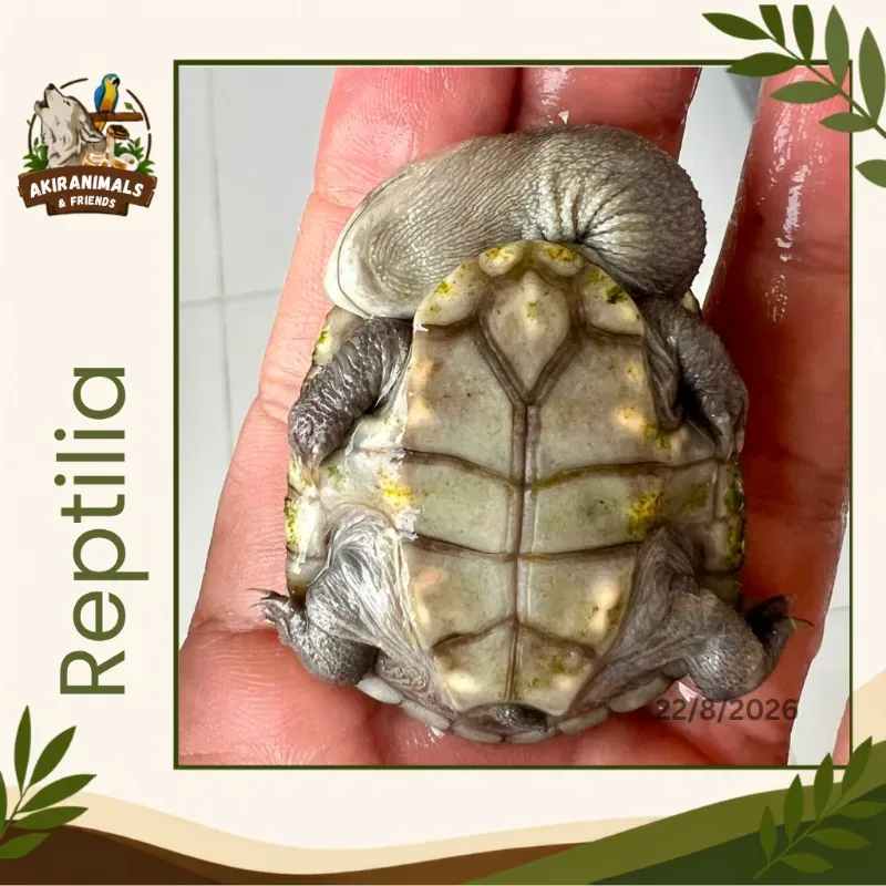Reimanni Putih