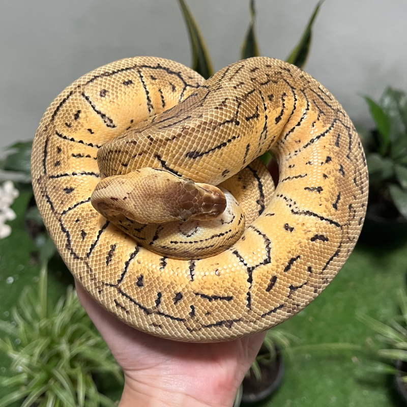 Pinstripe Pastel