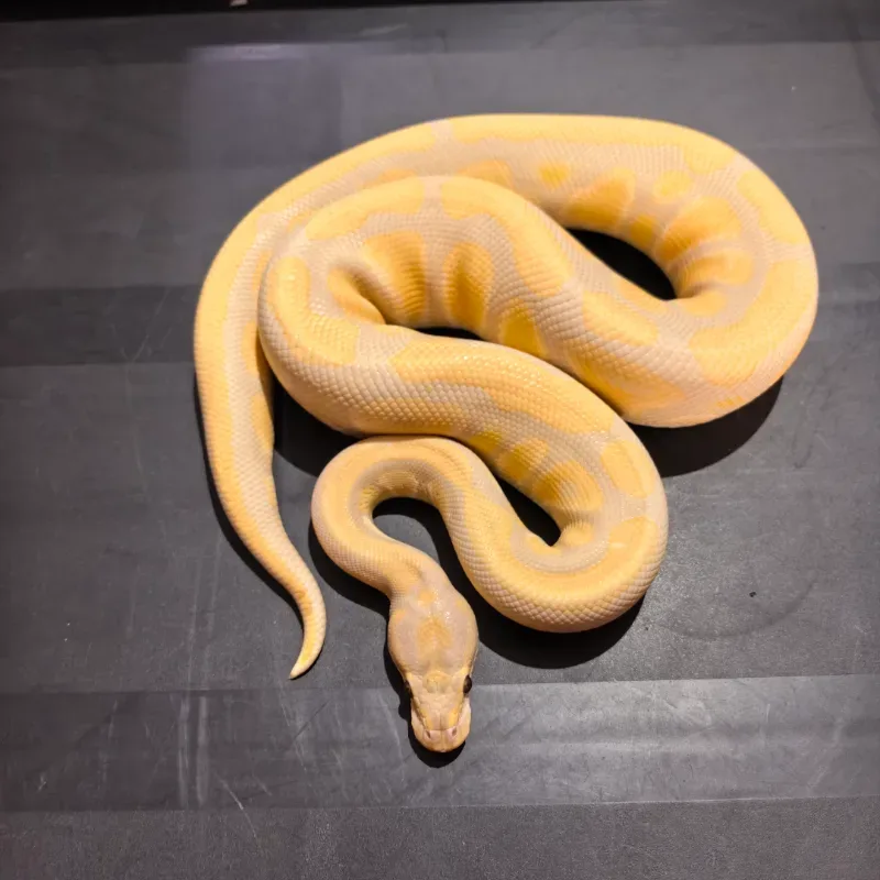 Lavender 66% Het Tristripe