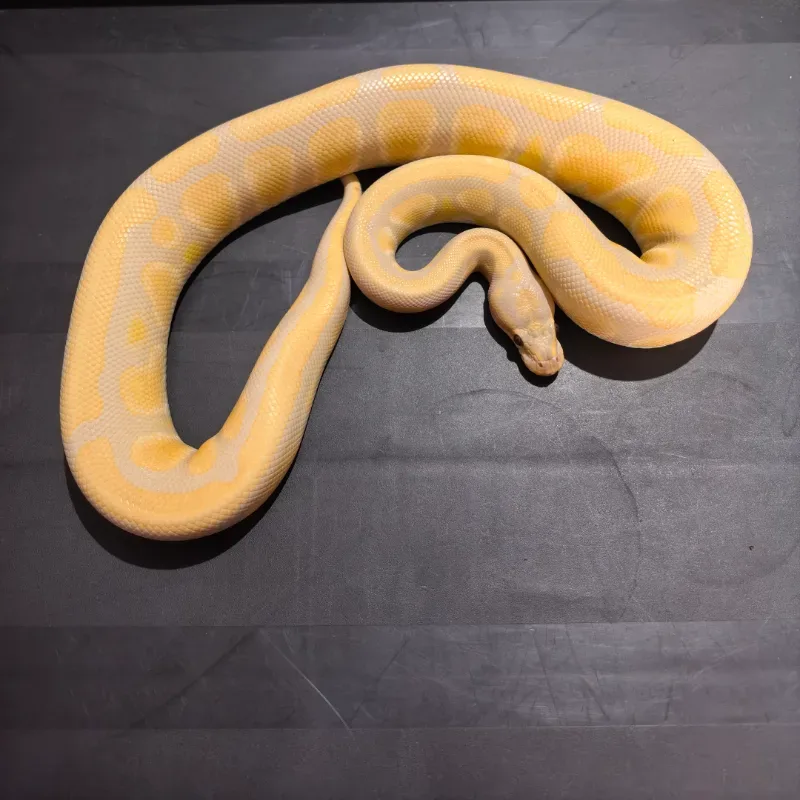 Lavender 66% Het Tristripe