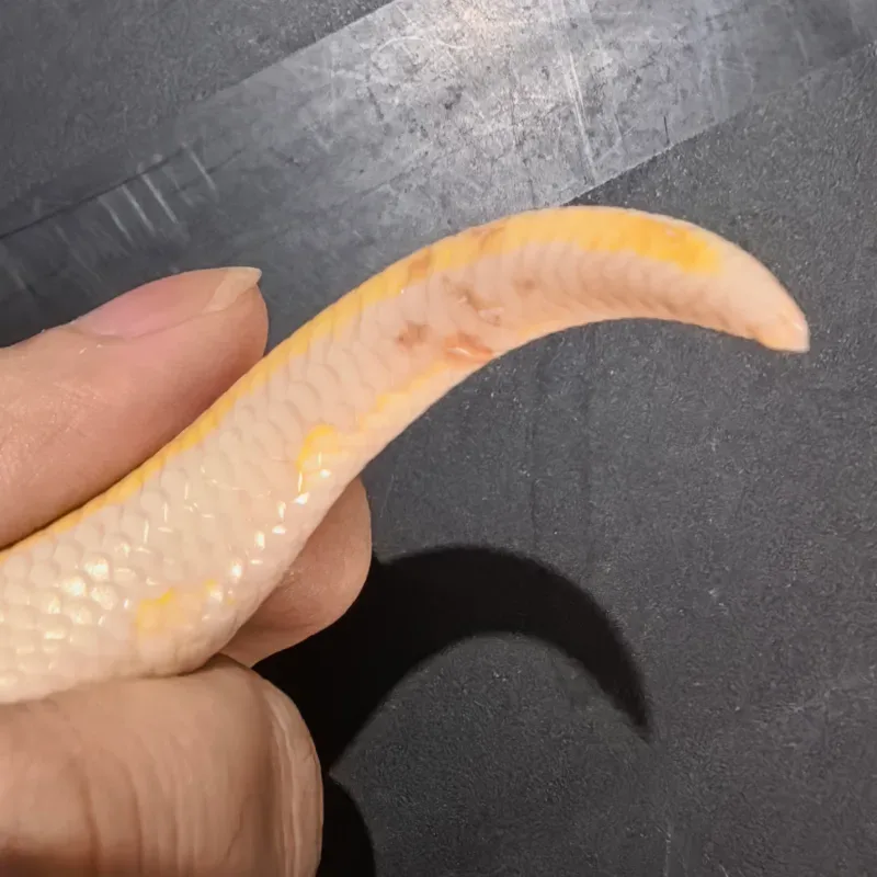 Lavender 66% Het Tristripe