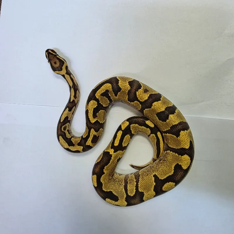 pastel enchi h hypo