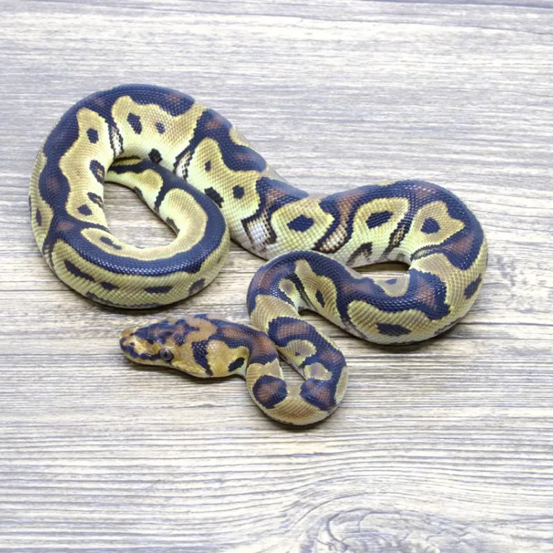 Orange Dream Clown 66% Het Pied