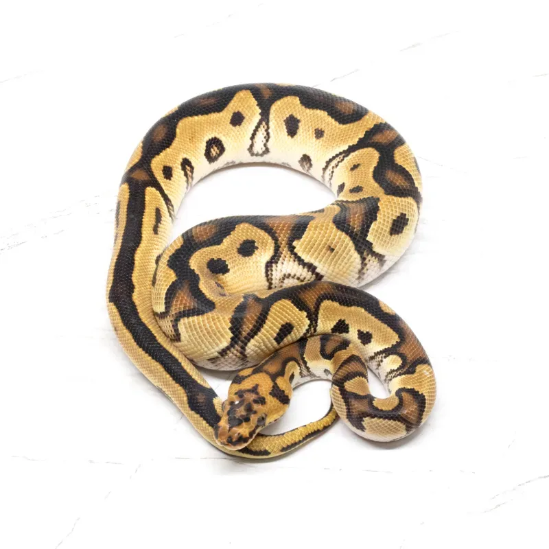 Orange Dream Clown 66% Het Pied