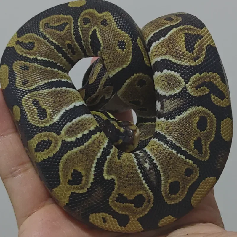 Calon Lightning pied