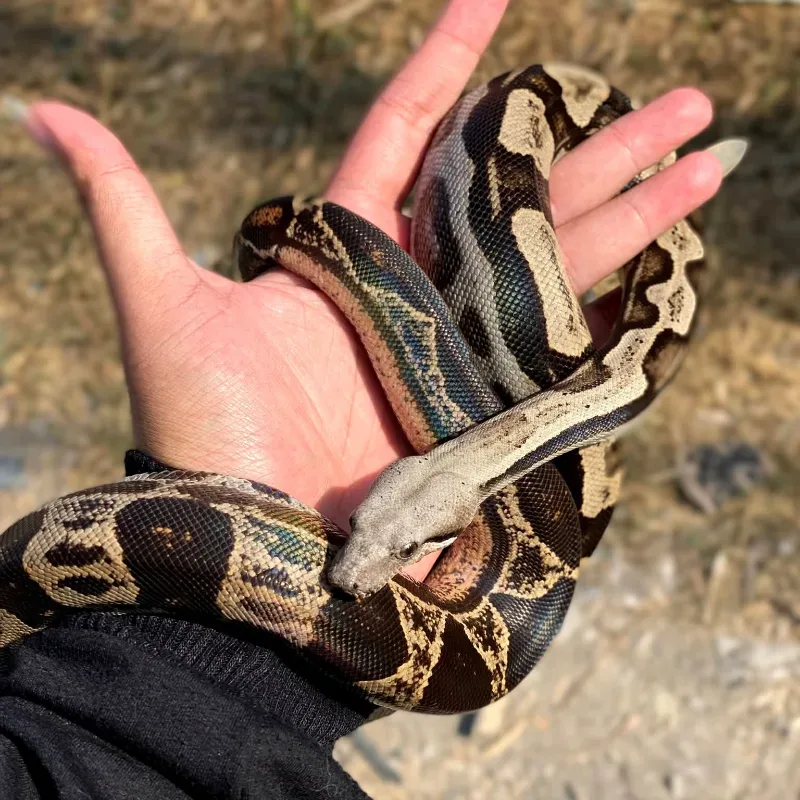 Motley (Colombian)