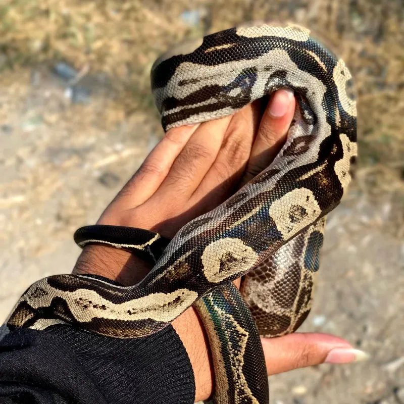Colombian motley