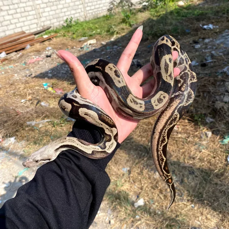 Colombian motley