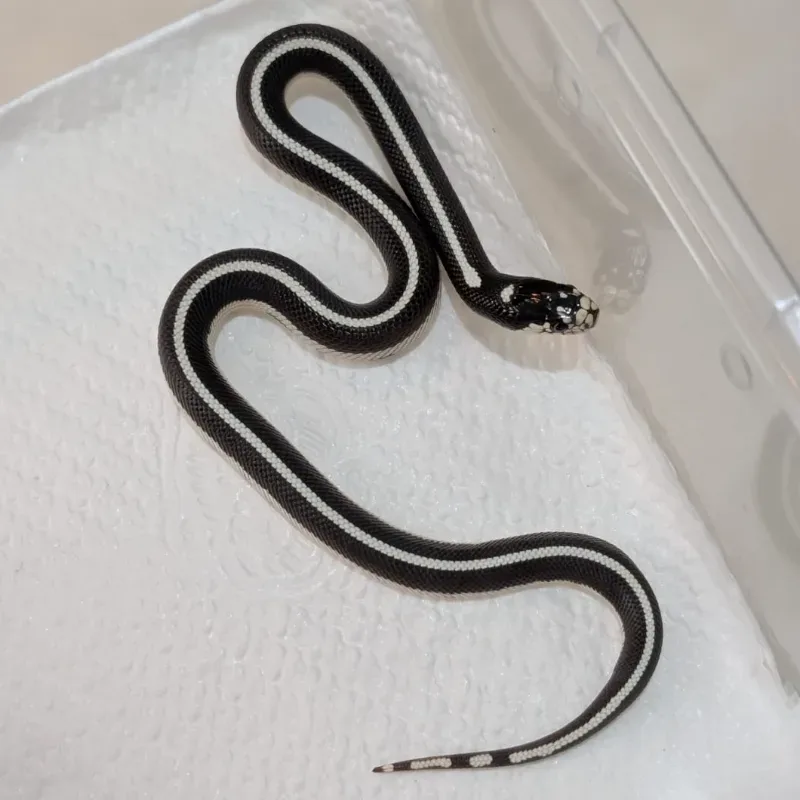 Stripe Het Albino