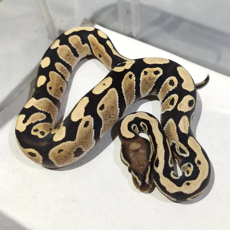 Desert Ghost Pos Het Pied
