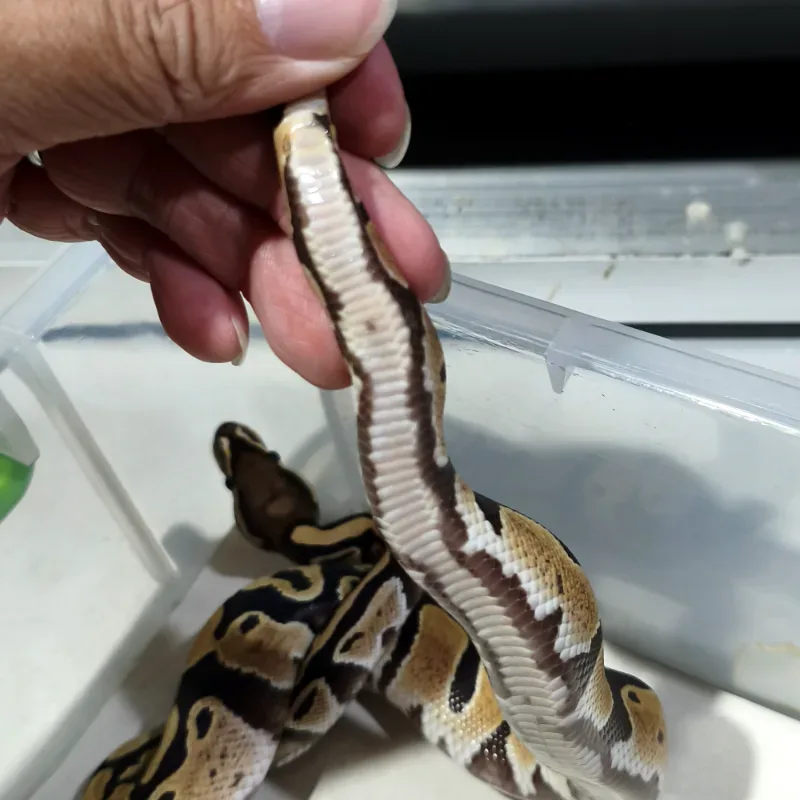 Desert Ghost Pos Het Pied