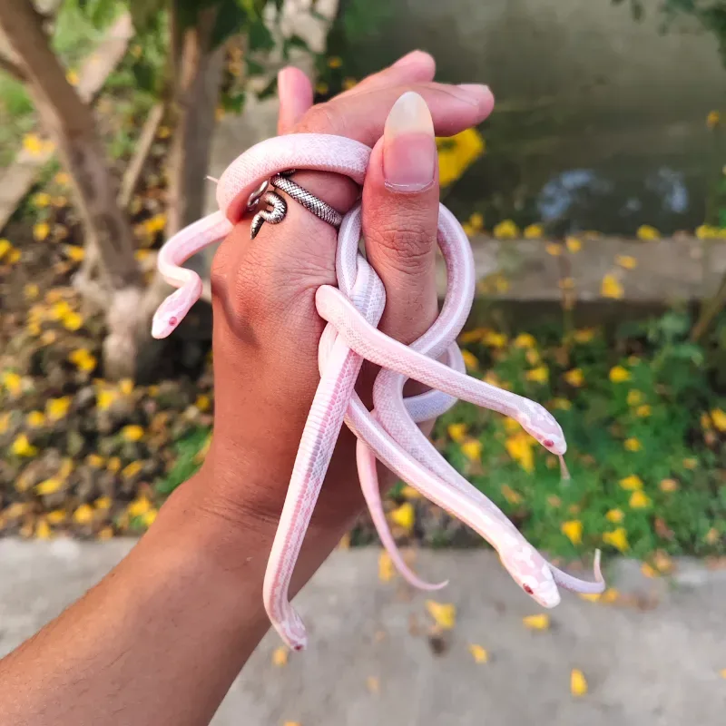 Corn Snake Snow Tessera (het stripe) 
